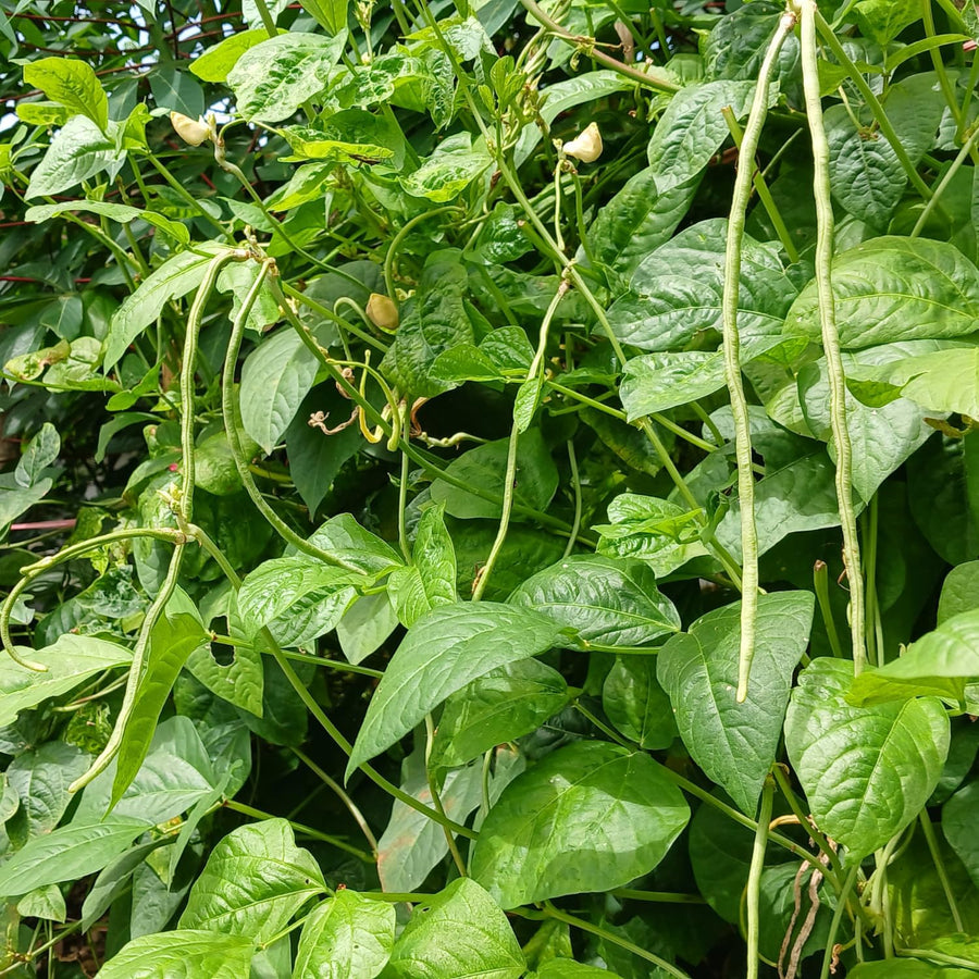 10 Long Green Bush Bean Seeds for Planting, Green Bean Vegetable Seeds, Compact Bush Bean Seeds for Garden and Container Growing