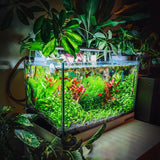 100 Aquarium Grass Seeds for Planting, Mix Aquarium Seeds, Aquatic Grass Garden
