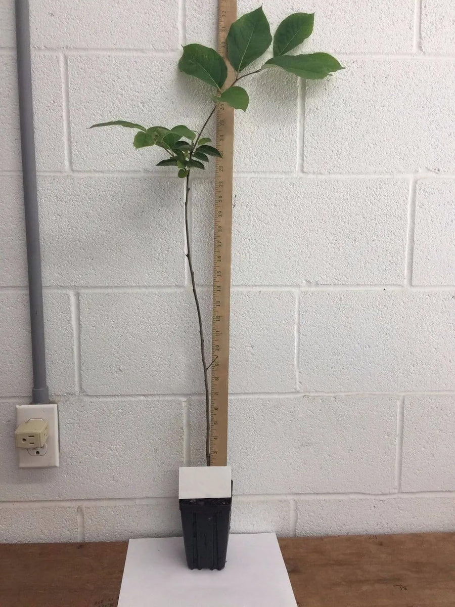 02 Persimmon Fruit Trees Live Plants Seedlings, 8" to 16" Well-Rooted, Zones 5 to 9, Winter Hardy, Outdoor Planting
