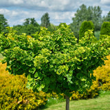 Ginkgo Tree Live Plant in 4 Inch Pot, 6-8 Inches Tall for Outdoor Growing, Vibrant Fall Foliage Tree Plant
