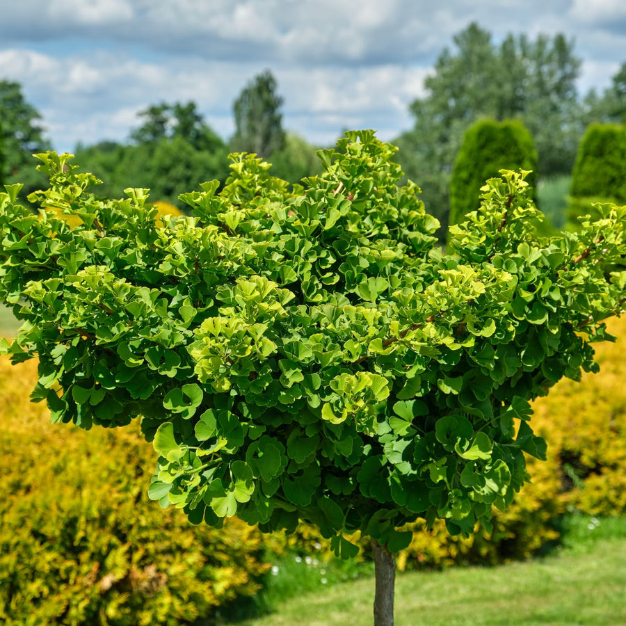 Ginkgo Tree Live Plant in 4 Inch Pot, 6-8 Inches Tall for Outdoor Growing, Vibrant Fall Foliage Tree Plant