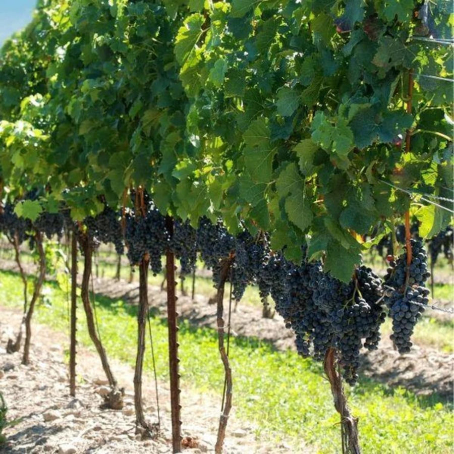 Black Grape Vine Plant Live Bareroot for Planting 1-2 Year Old, Summer Grape Plant Live Grape Tree, Black Grape Fruit Tree for Planting