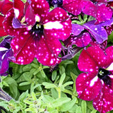 2 Petunia Plants Live, Vibrant Flowering Seedlings, 5-9 Inches Tall for Outdoor Spaces, Petunia Flowers (Random Sky Petunia Plant)