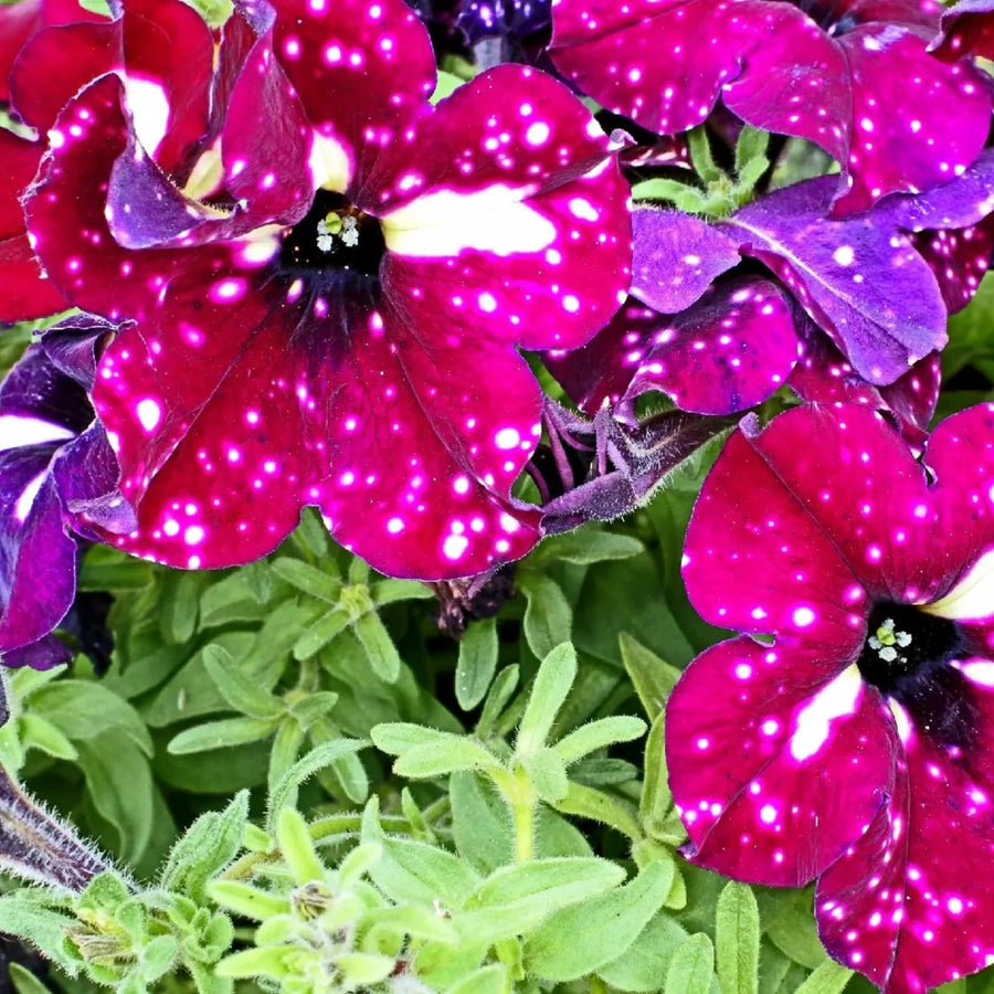 2 Petunia Plants Live, Vibrant Flowering Seedlings, 5-9 Inches Tall for Outdoor Spaces, Petunia Flowers (Random Sky Petunia Plant)