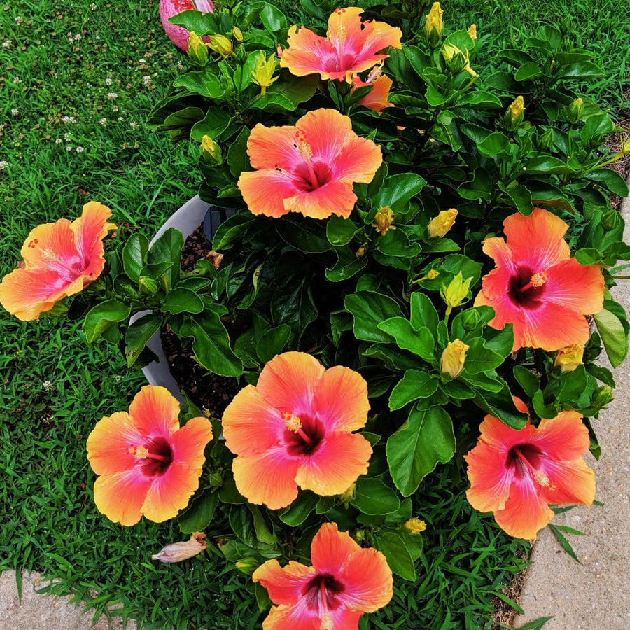 Hibiscus Flower Plant, Hibiscus Plants Live, Tropical Hibiscus Plant, Orange Sunset, Zone 10 to 12, Size 5 to 7 Inch Tall