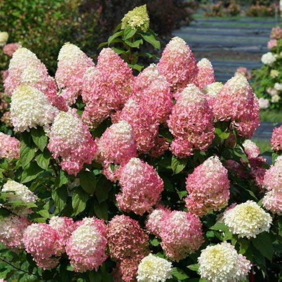 Fire Hydrangea Plant Live, in Quart Pot, 8-14" Tall Cold Hardy Hydrangea Flowering Shrub, Color Changing Flower
