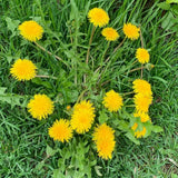 Live Yellow Dandelion Plant, 4-6 Inc Tall Dandelion Plants in 4" Pot, Hardy Perennial Garden Plants, Easy to Grow for Outdoor Garden