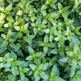Fragrant Mint Plant Live, 4-6 Inches, Culinary Mint Herb for Indoor Outdoor Gardens (Chocolate Mint)