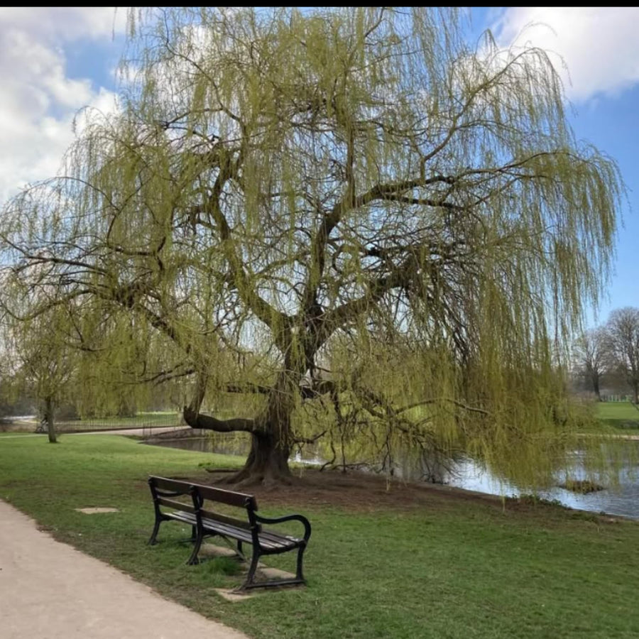 2 Weeping Willow Tree Live Plants, 2-3 Feet Tall, Weeping Willow Tree for Outdoor Garden