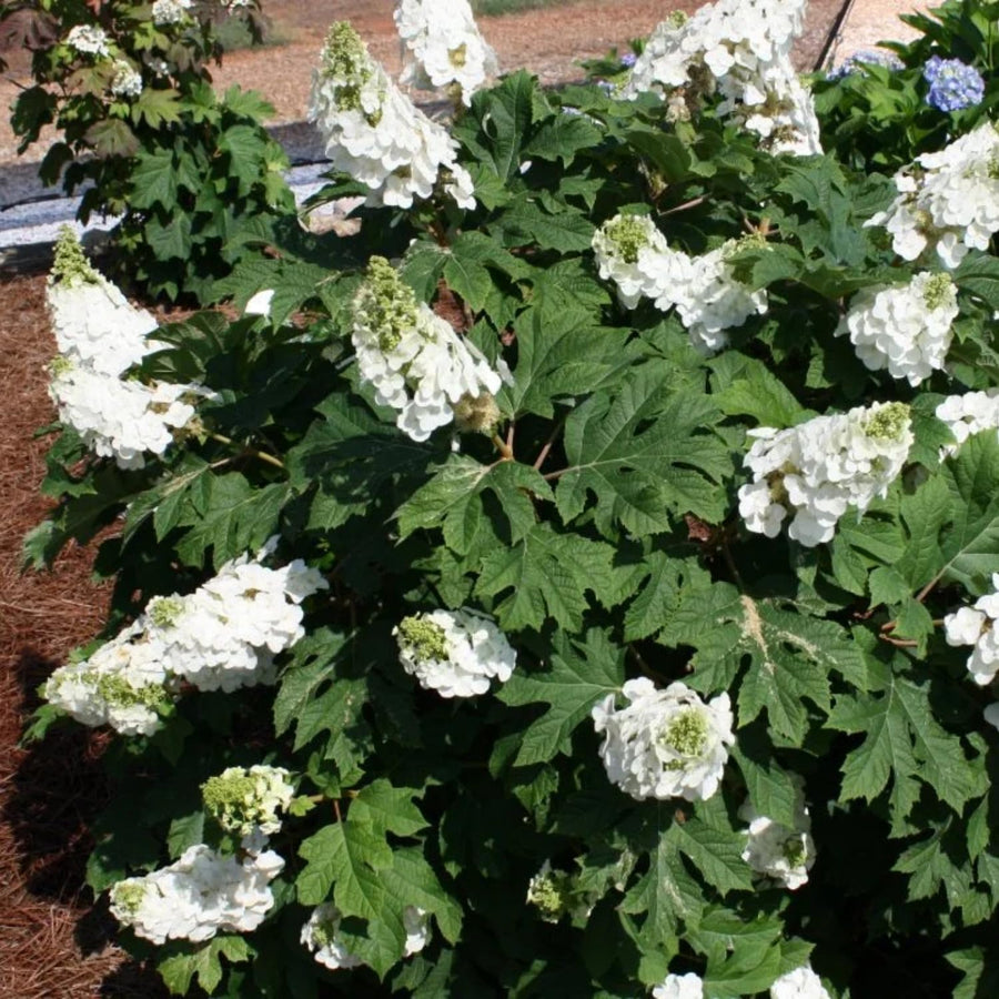 Hydrangea Live Plant, 4 Inch Pot, White Hydrangea Bush, Hardy Perennial Flowering Shrub, 6-12" Tall