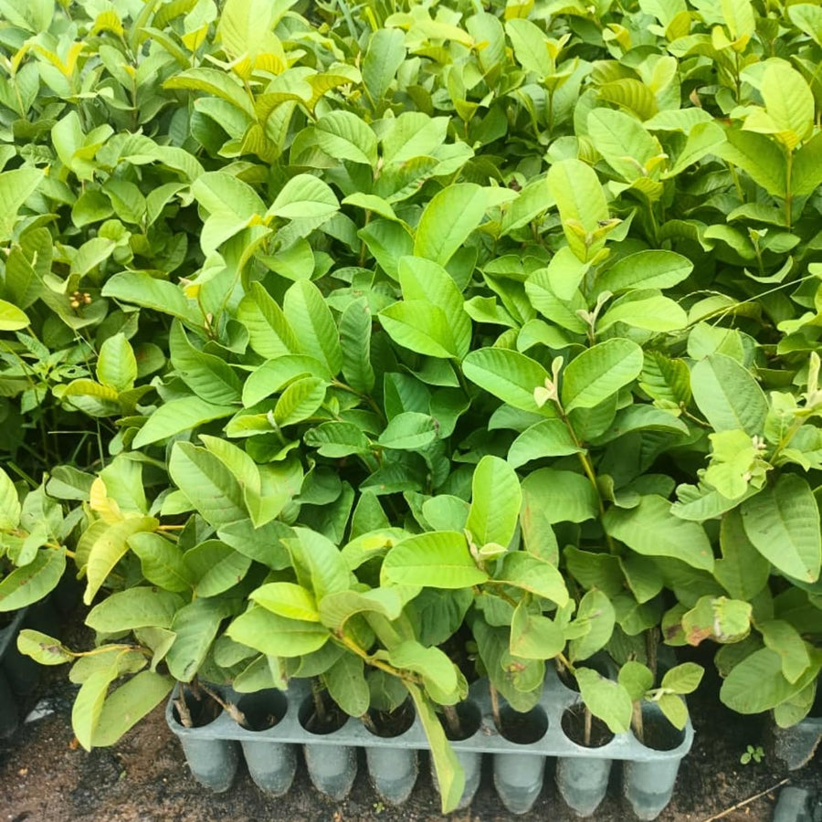 Guava Plant Live, 6-10 Inch Tall, Tropical Guava Tree in 4” Pot for Indoor or Outdoor Growing (Pink Guava)