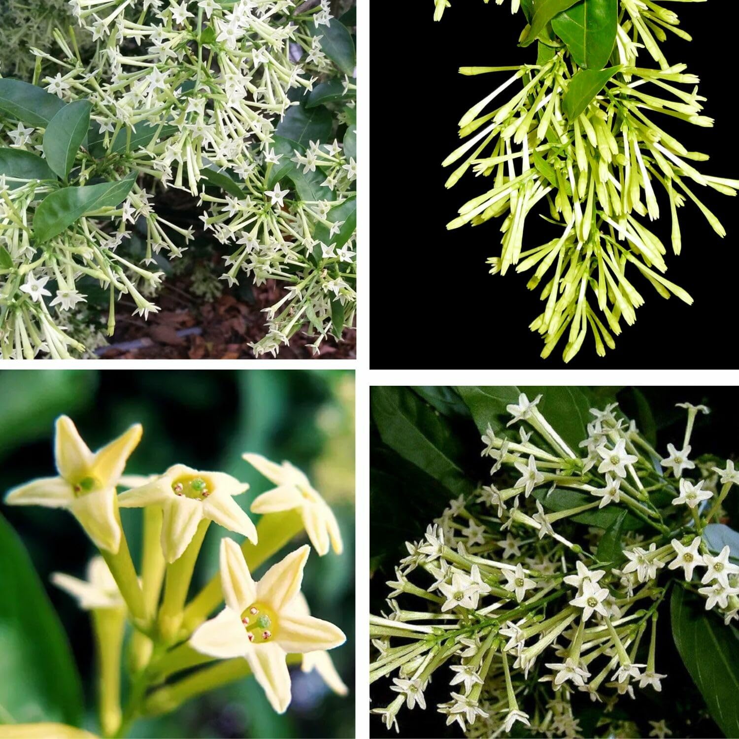 2 Cestrum Nocturnum Plants Live, Night Blooming Jasmine Plants Live, 5 to 8 Inc Tall