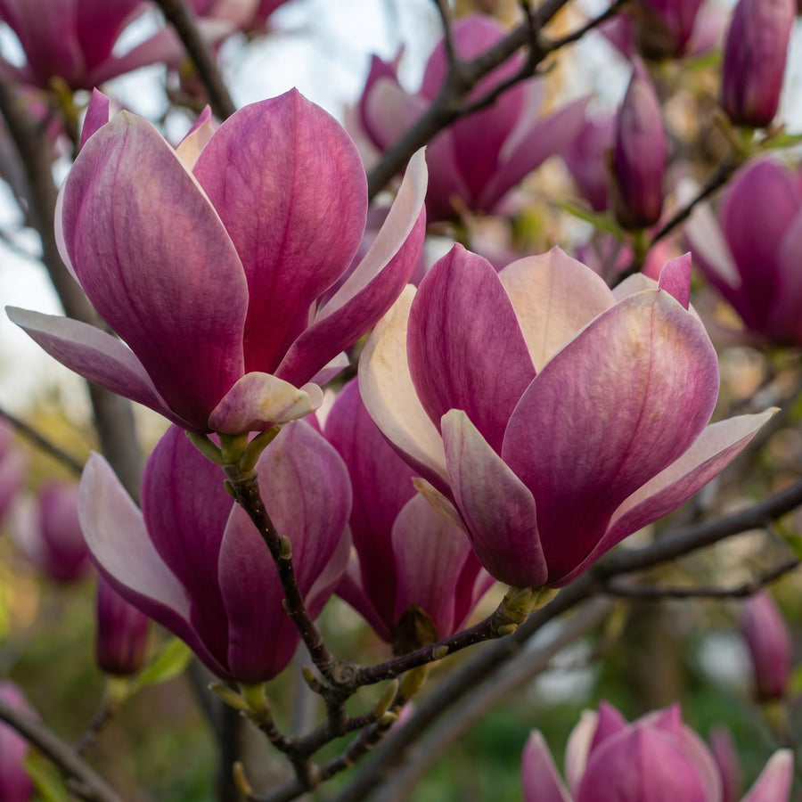 Magnolia Tree Live Plant in 2.5'' Pot, Magnolia Starter Tree, Ornamental Flowering Tree, Outdoor or Container Growing (Jane Magnolia)