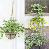 Trailing English Ivy Live Plant, Hardy Ivy Plants in 4" Pot, Climbing Plants Outdoor Garden, Easy Care House Plant (Variegated White Green)