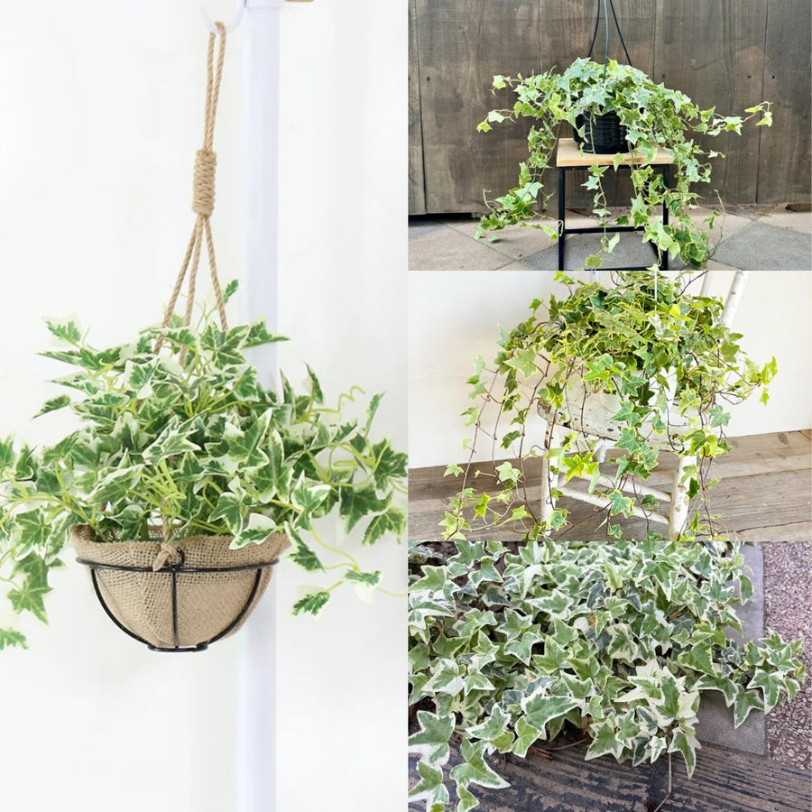 Trailing English Ivy Live Plant, Hardy Ivy Plants in 4" Pot, Climbing Plants Outdoor Garden, Easy Care House Plant (Variegated White Green)