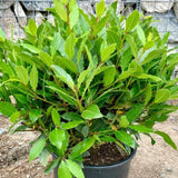 Bay Leaf Tree Live Plant in 4" Pot, Sweet Bay Laurel, Well-Rooted, 6-10" Tall, Laurus Nobilis Plant for Outdoor Indoor Planting Herb