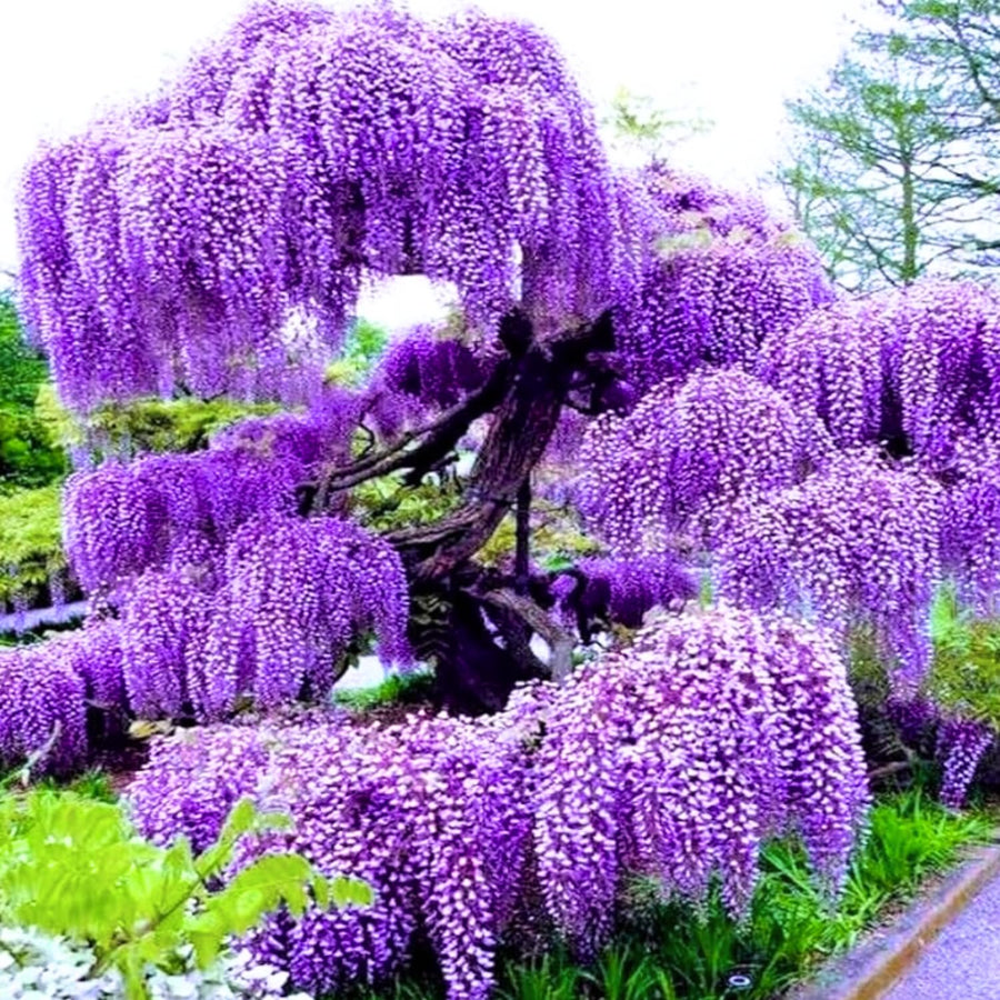 3 Purple Wisteria Trees Live Plants 6 to 12 Inch Height, Purple Wisteria Plant Live to Grow Your Garden, Wisteria Vine Live Plant, Fragrant Wisteria Flowers, in Pots