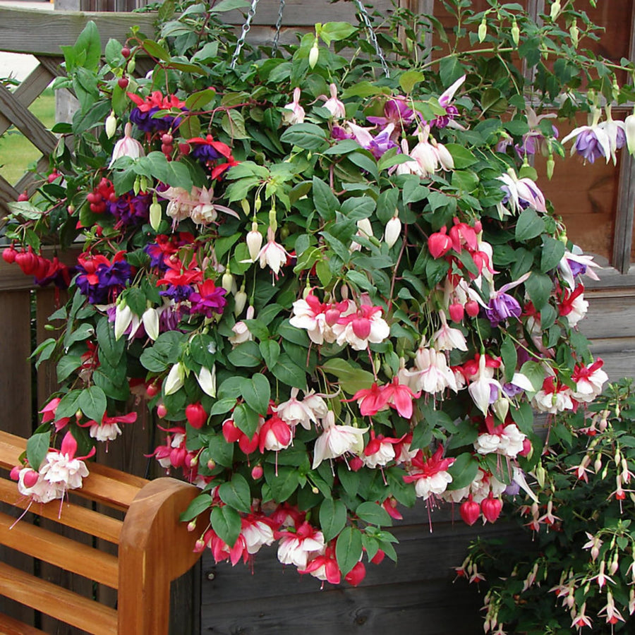 Set 4 Live Fuchsia Plants, 4 to 6 Inc in Height, Red White Fuchsia Live Plants, Fragrant Flower Plants