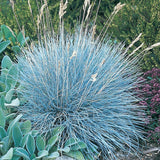 2 Blue Fescue Grass Live Plant in 4" Pot, Oranmental Grass for Home Decor Indoor Outdoor