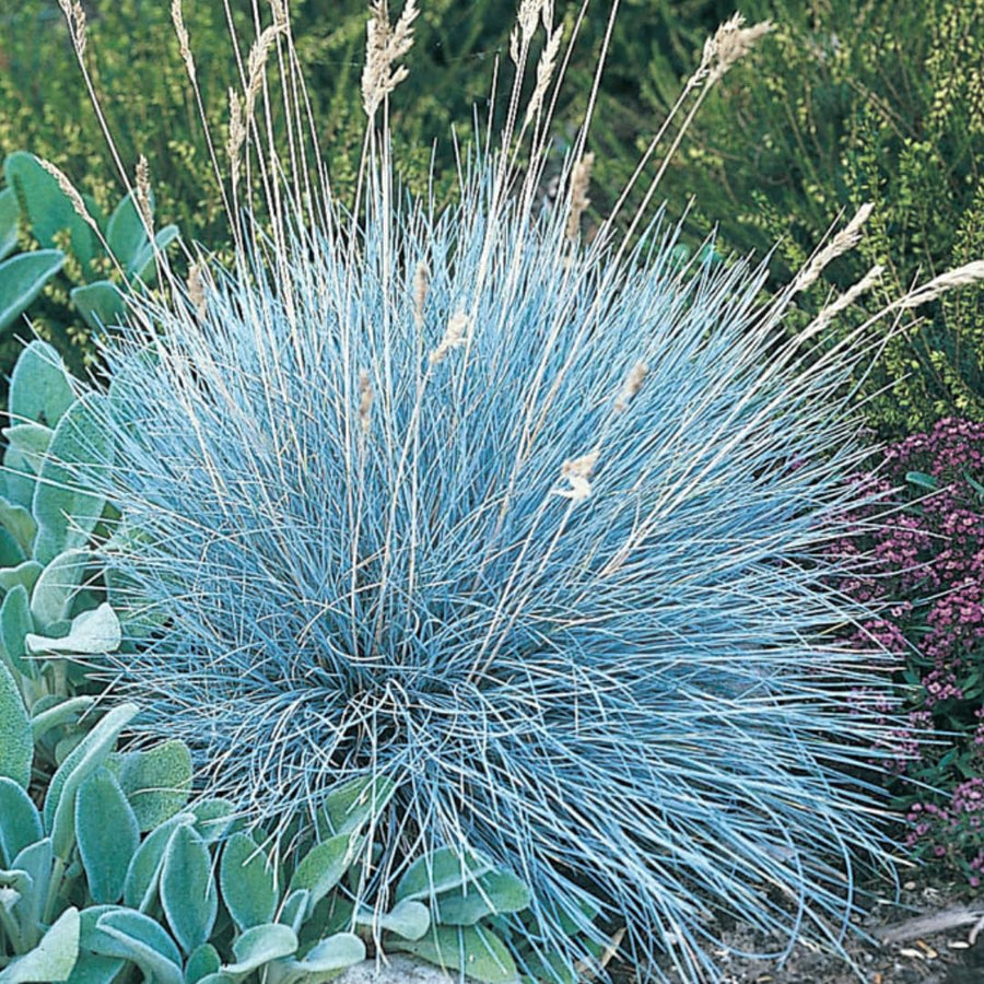 2 Blue Fescue Grass Live Plant in 4" Pot, Oranmental Grass for Home Decor Indoor Outdoor