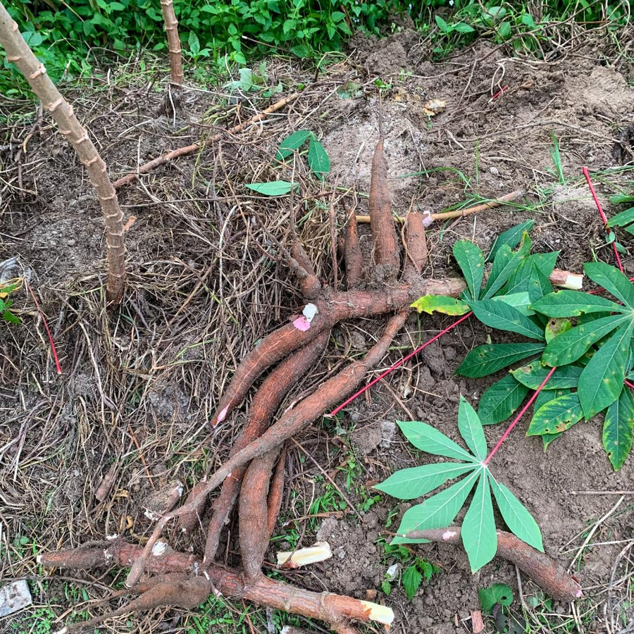 Set 5 Cassava Yuca Plants Cuttings, Sweet Yuca Plants Live, 6 to 8 Inc Tall, Sweet Manihot Root Unrooted