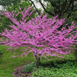 Set of 5 Eastern Redbud Seedlings, 1–2 Feet Tall Bareroot Redbud Trees for Outdoor Planting