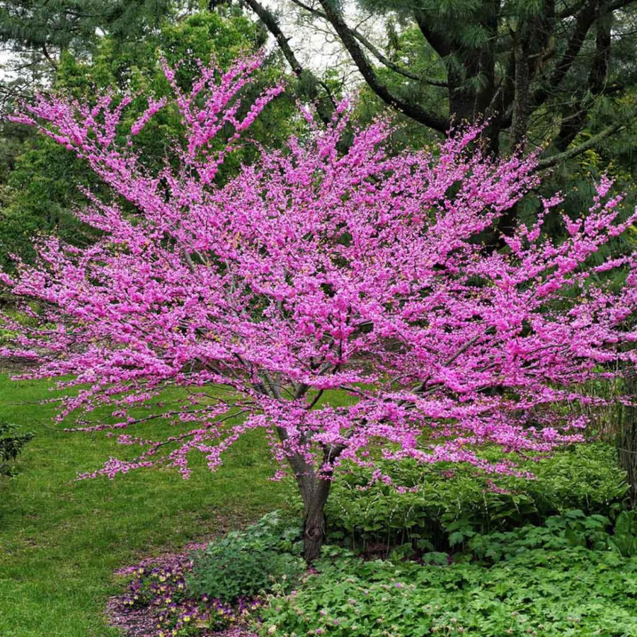 Set of 5 Eastern Redbud Seedlings, 1–2 Feet Tall Bareroot Redbud Trees for Outdoor Planting