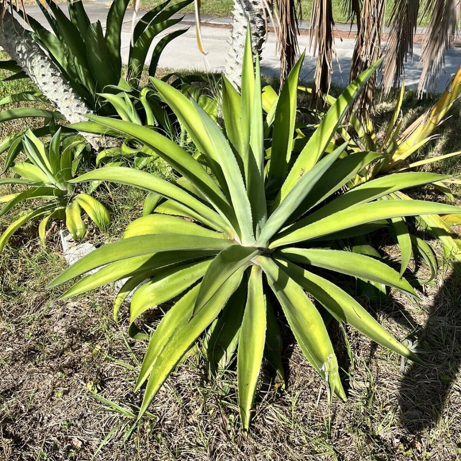 Large Foxtail Agave Plant Live, Green Agave Succulent Plant Cactus, 1 Year Old, 8" in Tall in 4" Pot for Outdoor, Very Hardy