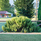 Upright Rosemary Live Plant 4-7 Inches, Hardy, Fragrant Herb for Pots and Containers Growing