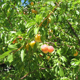 2 American Plum Trees Live Plant, 18-24 Inch Tall, Bareroots Dormant, Plum Plant Live for Planting, Plum Tree Plant Ready to Grow