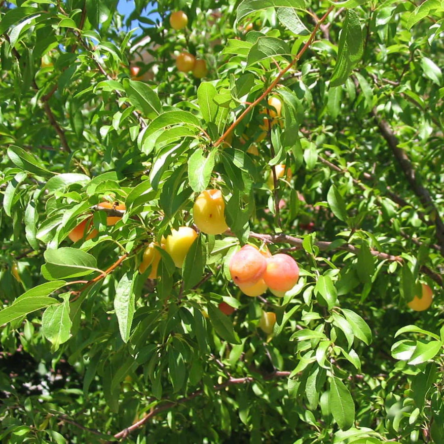 2 Plum Trees Live Plants, 12 to 18 Inch Height, Bareroots, American Plum Plant Live for Planting Outdoors, Wild Plum Tree Plant