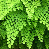 20 Fern Rhizomes, Maidenhair Fern Plants Live, Live Fern Plants, Fern Ground Cover Plants Live, Fern Live Plants, 20 Roots