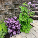 Heuchera Live Plant, Heuchera Coral Bells Live Plant, Deep Purple Heuchera Houseplant, 5-8 Inc Tall, Change Color Leaf Heuchera