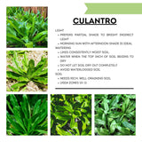 Culantro Plant Live, Culinary Herb Live Plant, 4 Inches Tall in 3.5 Inch Pot, Perennial Garden Beds