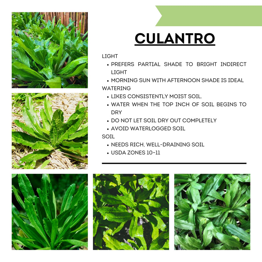 Culantro Plant Live, Culinary Herb Live Plant, 4 Inches Tall in 3.5 Inch Pot, Perennial Garden Beds