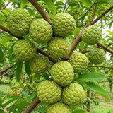 Sugar Apple Tree Live Plant, 3 Years Old Sweet Custard Apple Tree, Ready to Bear Fruits, 3-4 Feet Tall Fully Rooted
