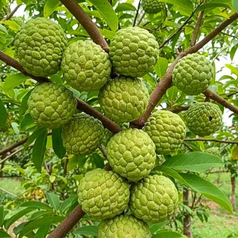 Sugar Apple Tree Live Plant, 3 Years Old Sweet Custard Apple Tree, Ready to Bear Fruits, 3-4 Feet Tall Fully Rooted