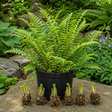 10 Hay Scented Fern Live Rhizomes, Shade Perennial Fern Plants for Outdoor Growing, Hardy, Fast Growing