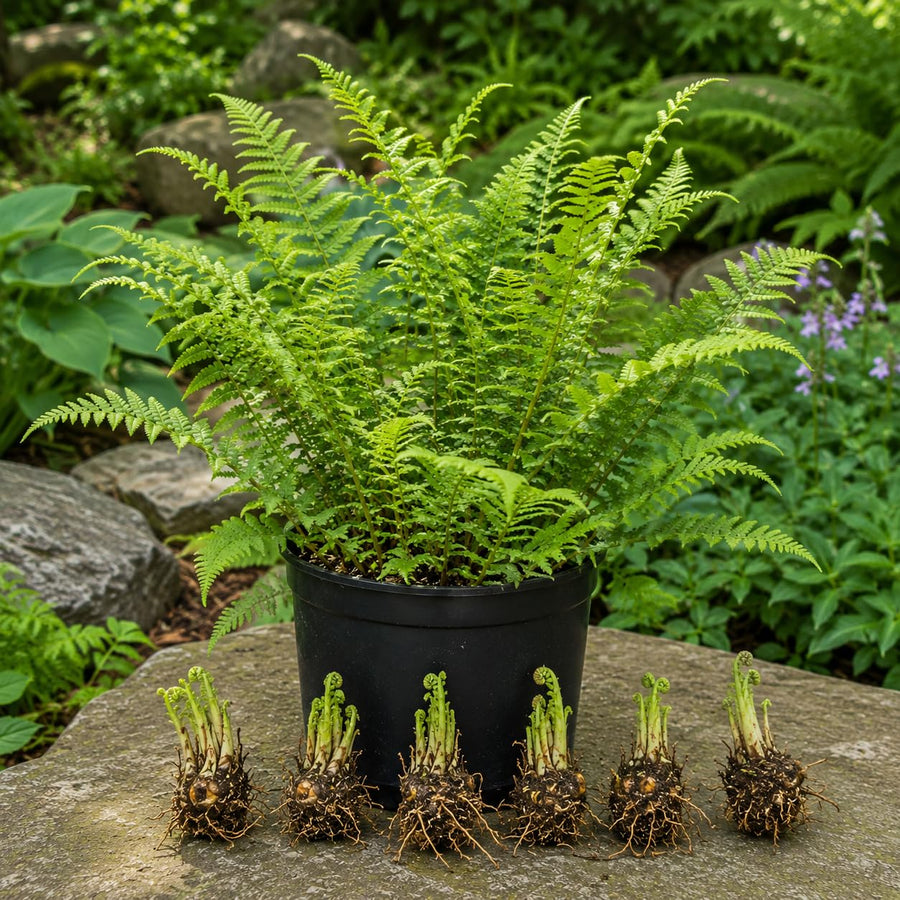 10 Hay Scented Fern Live Rhizomes, Shade Perennial Fern Plants for Outdoor Growing, Hardy, Fast Growing