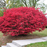 05 Dwarf Burning Bush Shrubs for Spring Planting, Bare Roots, Red Burning Bush Rooted Cuttings 4-10" in Tall