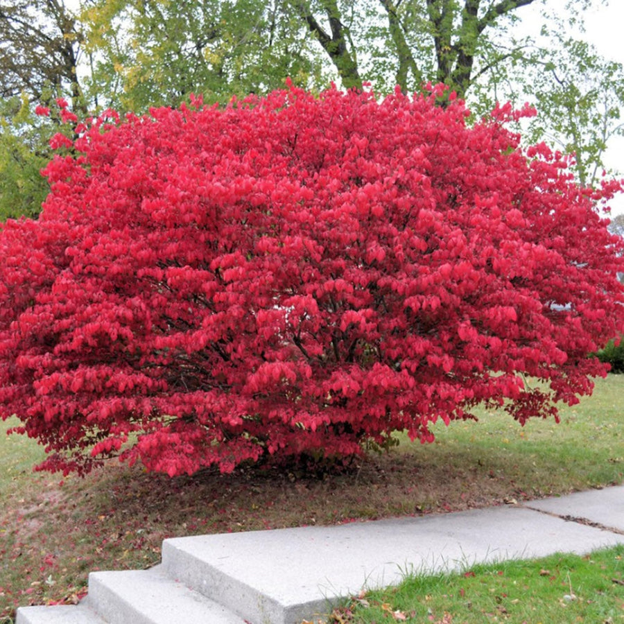 05 Dwarf Burning Bush Shrubs for Spring Planting, Bare Roots, Red Burning Bush Rooted Cuttings 4-10" in Tall