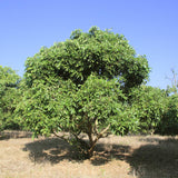 Longan Tree Live Plant, 8-10 Inches Tall in 4 Inch Pot, Tropical Fruit Tree for Indoor or Outdoor Growing