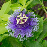 Purple Passion Flower Plant - Violet Purple Blue Passion Flower Vine Live Plant - Size 5 to 7 Inch Tall, Passiflora Flowers Starter Plant, Without Pot