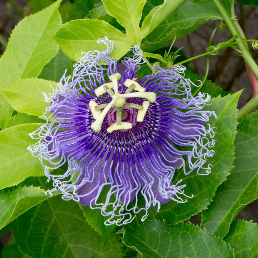 Purple Passion Flower Plant - Violet Purple Blue Passion Flower Vine Live Plant - Size 5 to 7 Inch Tall, Passiflora Flowers Starter Plant, Without Pot