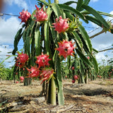 Live Red Dragon Fruit Plant, Rare Sweet Fruit Tree 1.5-2 Feet Tall, Dragon Fruit Vine for Planting in Containers or Gardens