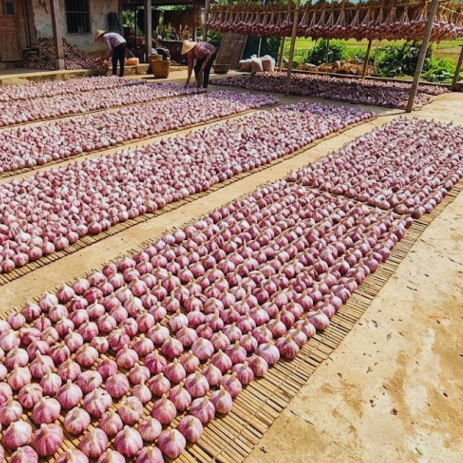 3 Large Purple Garlic Bulbs for Planting, Garlic for Planting, High-Yield Hardy Garlic for Garden