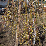 Weeping Pussy Willow Live Plant in 2.5" Pot, 4-8 Inches Tall, Willow Tree, Hardy Shrub for Outdoor Garden, Dormant in Winter