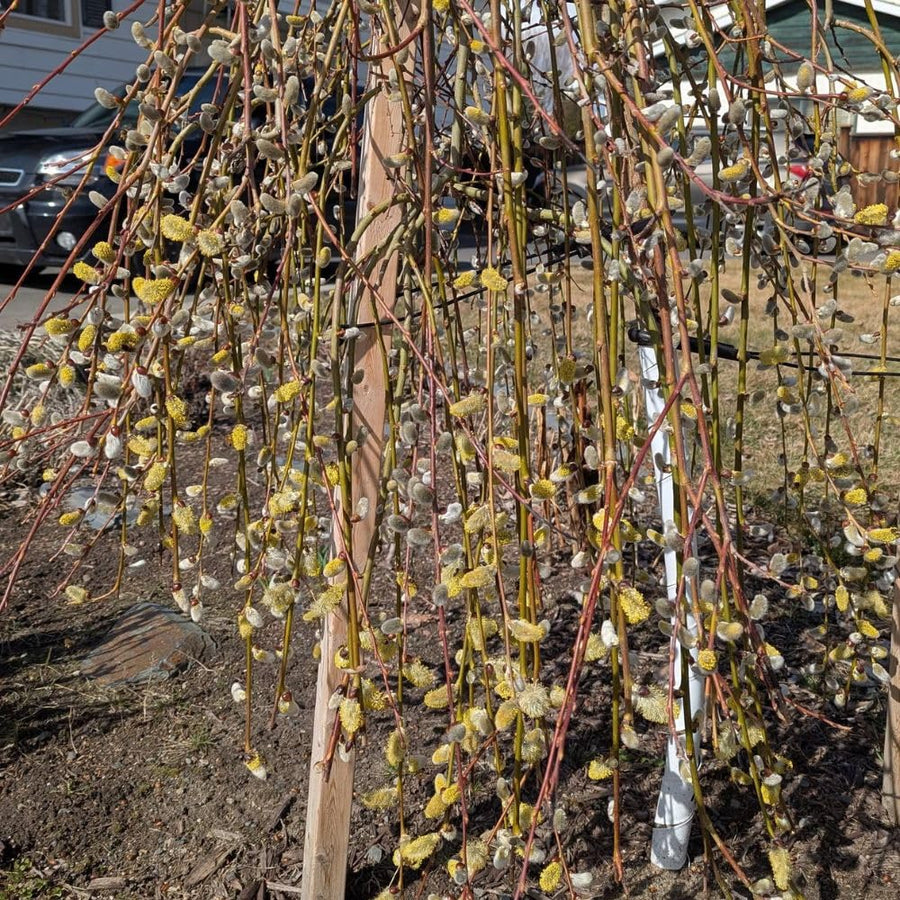Weeping Pussy Willow Live Plant in 2.5" Pot, 4-8 Inches Tall, Willow Tree, Hardy Shrub for Outdoor Garden, Dormant in Winter