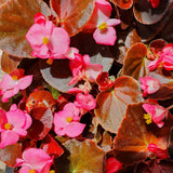 Begonias Plant Indoor, Begonia Plant Houseplant, Rare Begonias Live Plant 4 to 6 Inches Height No Pot (Red Brown Leaf)