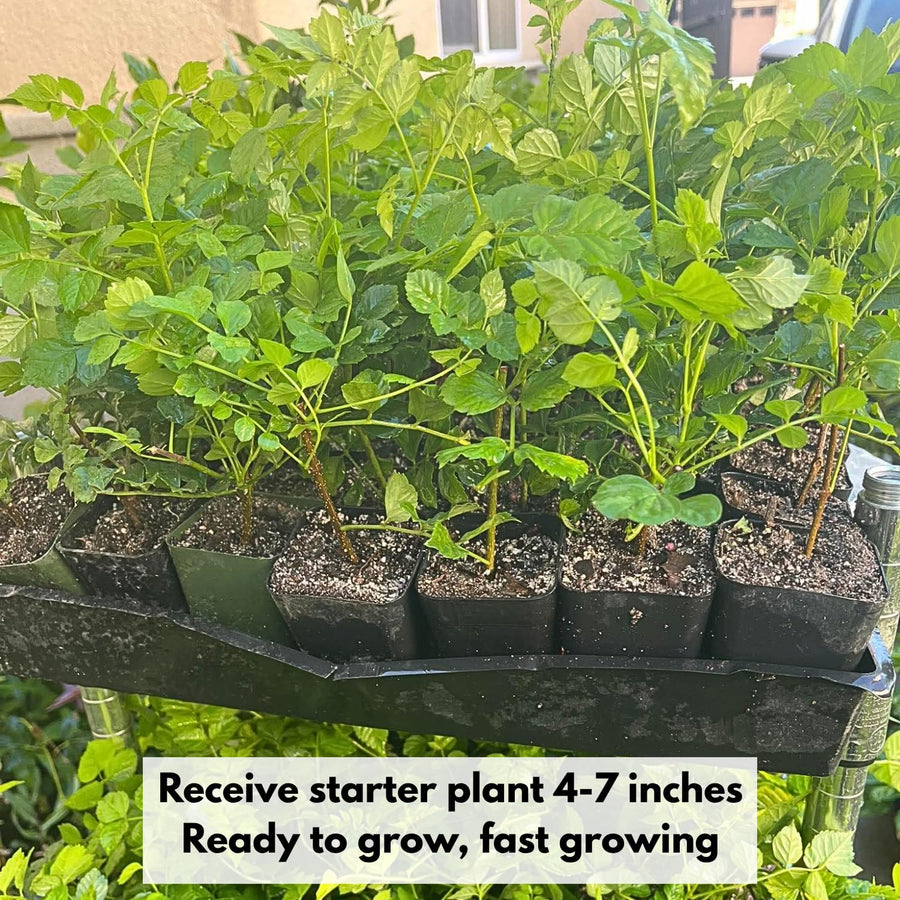 Orange Honeysuckle Plant Live 4-8 Inches, Vibrant Honeysuckle Climbing Plant in 4" Pot, Outdoor Garden Planting